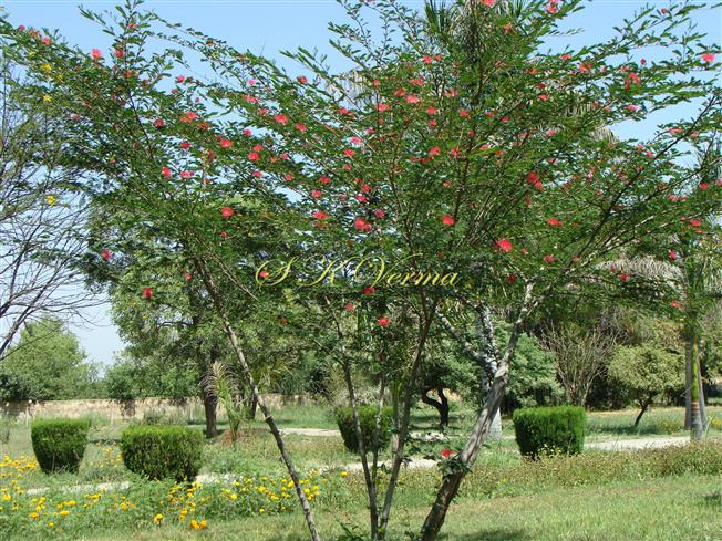  Plant